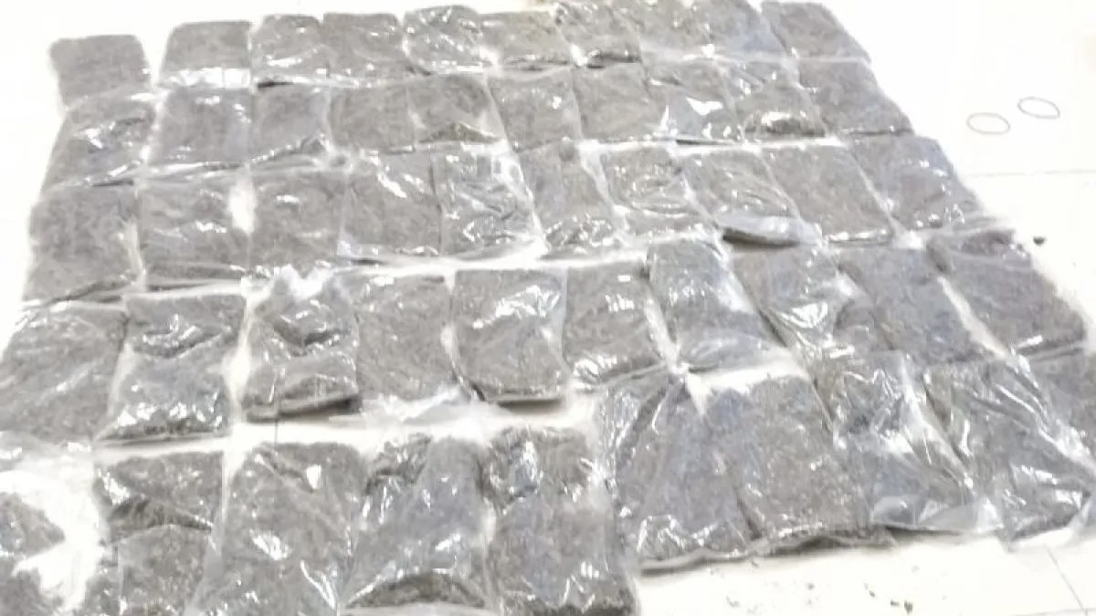 Bawa 50 Paket Ganja, Warga Kotaraja Ditangkap TNI AL di Pelabuhan Jayapura