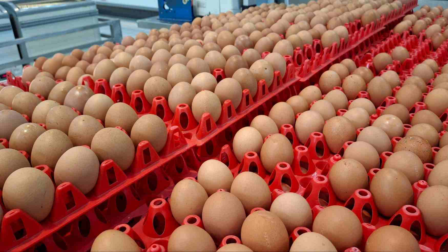 Harga Telur Ayam di Papua Tembus Rp57 Ribu per Kg, Tertinggi Secara Nasional