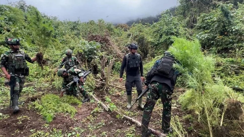 Satgas Pamtas Yonif 751/VJS Bongkar 4 Kebun Ganja di Pegunungan Bintang Papua