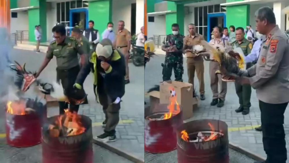 Pembakaran Mahkota Cenderawasih oleh BKSDA Papua Dikecam, Dinilai Lukai Hati Masyarakat Adat
