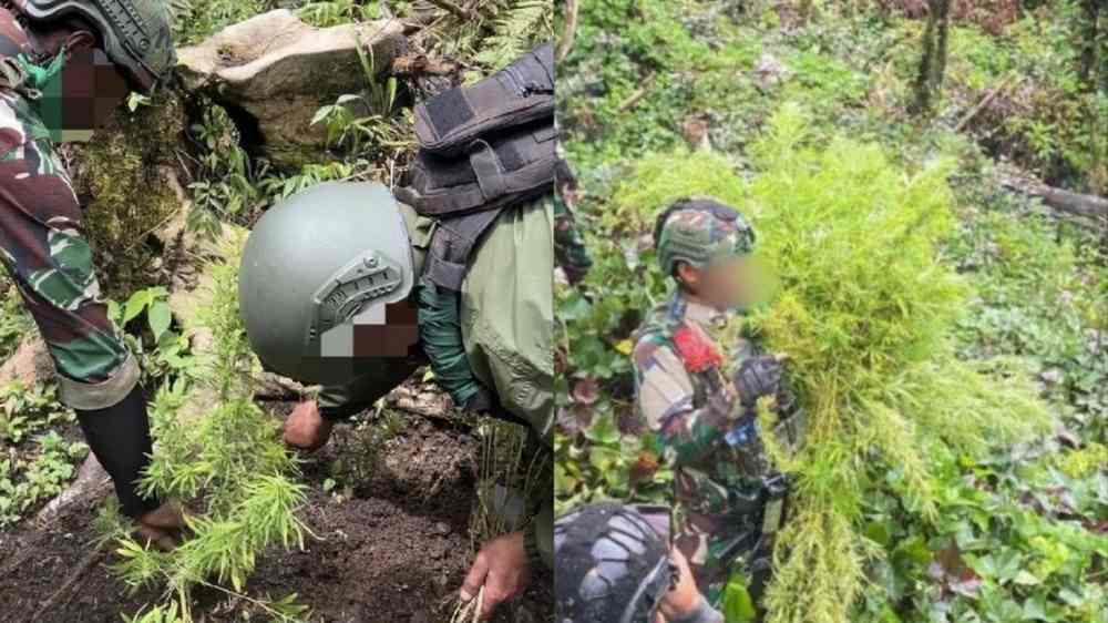 Ladang Ganja Ditemukan di Pegunungan Bintang, 2 Orang Diamankan