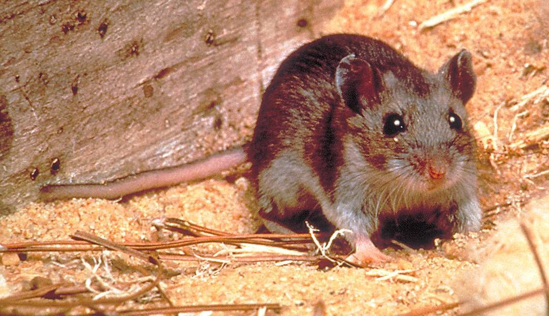 Apa Itu Hantavirus? Simak Gejala, Penularan, dan Penanganannya