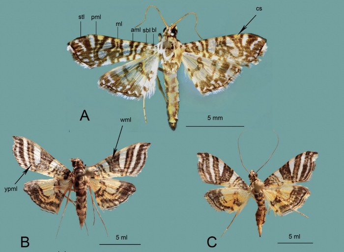 Peneliti BRIN Temukan Spesies Ngengat Baru Endemik Papua dan Sulawesi