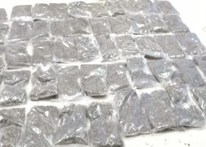Bawa 50 Paket Ganja, Warga Kotaraja Ditangkap TNI AL di Pelabuhan Jayapura