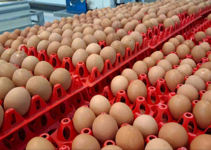 Harga Telur Ayam di Papua Tembus Rp57 Ribu per Kg, Tertinggi Secara Nasional