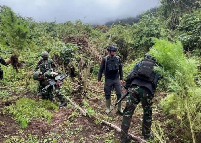 Satgas Pamtas Yonif 751/VJS Bongkar 4 Kebun Ganja di Pegunungan Bintang Papua