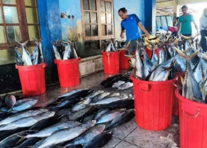 Papua Dorong Ekspor Tuna dan Bangun 200 Kampung Nelayan untuk Perkuat Ekonomi Laut