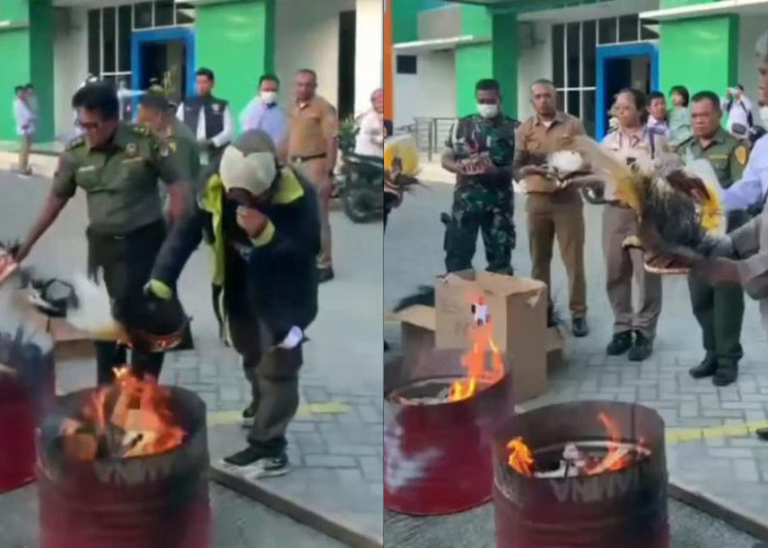 Pembakaran Mahkota Cenderawasih oleh BKSDA Papua Dikecam, Dinilai Lukai Hati Masyarakat Adat
