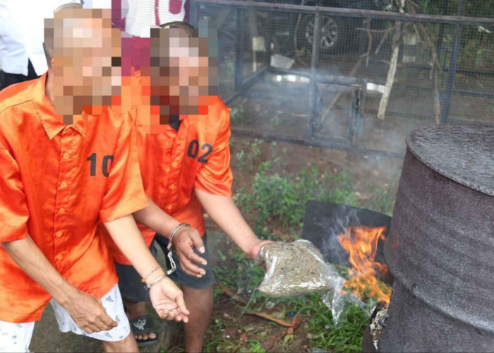 Polda Papua Musnahkan 6,3 Kg Ganja, 10 Tersangka Diamankan
