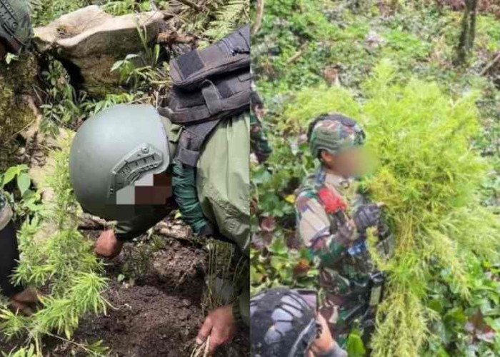 Ladang Ganja Ditemukan di Pegunungan Bintang, 2 Orang Diamankan