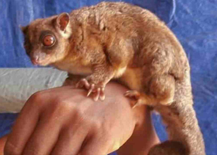 Dua Spesies Marsupial yang Diduga Punah 6.000 Tahun Ditemukan Hidup di Hutan Papua Barat