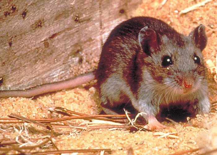 Apa Itu Hantavirus? Simak Gejala, Penularan, dan Penanganannya