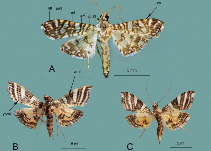 Peneliti BRIN Temukan Spesies Ngengat Baru Endemik Papua dan Sulawesi