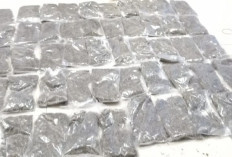 Bawa 50 Paket Ganja, Warga Kotaraja Ditangkap TNI AL di Pelabuhan Jayapura