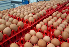 Harga Telur Ayam di Papua Tembus Rp57 Ribu per Kg, Tertinggi Secara Nasional