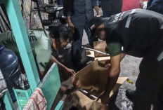 Jual Burung Langka Lewat Facebook, Pria di Jayapura Terancam 15 Tahun Penjara