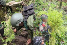 Ladang Ganja Ditemukan di Pegunungan Bintang, 2 Orang Diamankan