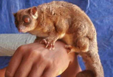 Dua Spesies Marsupial yang Diduga Punah 6.000 Tahun Ditemukan Hidup di Hutan Papua Barat