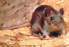 Apa Itu Hantavirus? Simak Gejala, Penularan, dan Penanganannya
