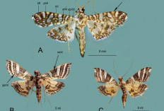 Peneliti BRIN Temukan Spesies Ngengat Baru Endemik Papua dan Sulawesi